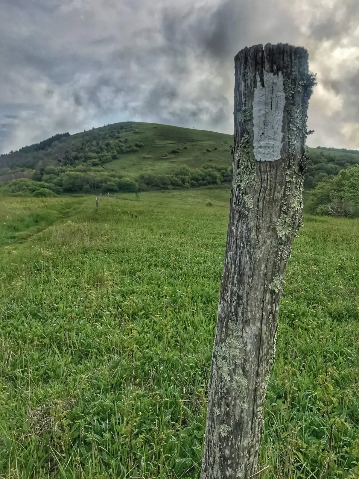 A close-range perspective of a weathered post atop a rolling hill, surrounded by lush greenery and the soft golden light of sunset. The scene hints at hidden trails and opportunities for wildlife observation.